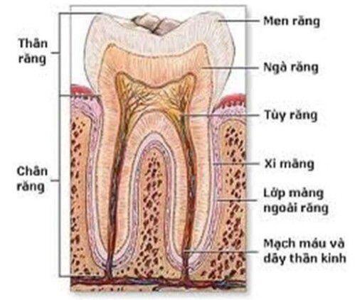Biện pháp chăm sóc răng miệng tránh sún răng ở trẻ